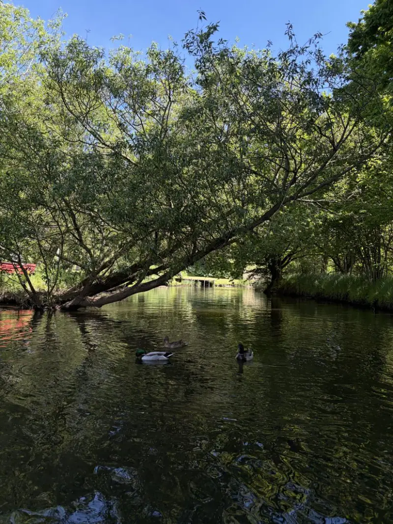 &AElig;nder p&aring; vandet i Damparken